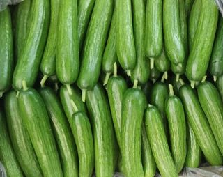 კიტრი პლანტა ,,დელიკატეზა" 1000 გრ. 1 შეკვრა