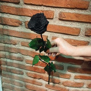 Rosa eterna presrvada negra