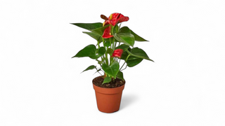 Anturium - srednji