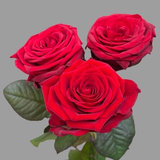 3 czerwone róże 