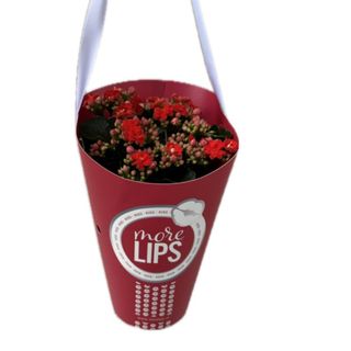 Kalanchoe vermelho em saca
