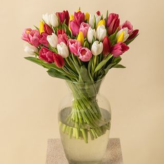 50 tulipanes variados multicolor