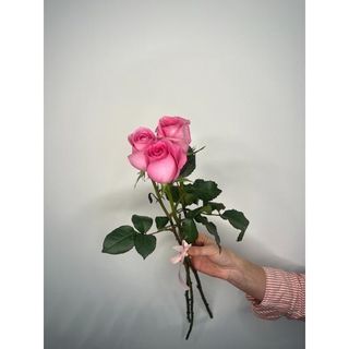 Różowa Róża 50 cm, 3 szt