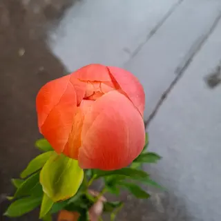 .peonia 