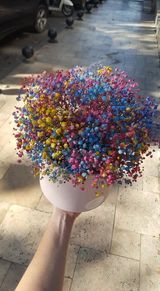 ფერადი გიფსოფილა