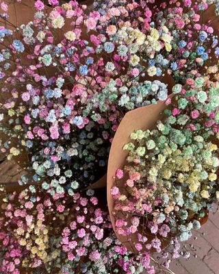 ფერადი გიფსოფილა