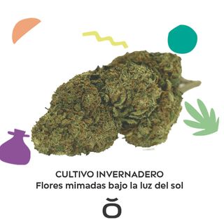 Pack Flores Invernadero 8Gr