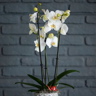 Phalaenopsis