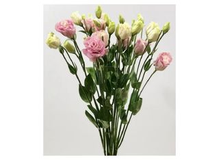 5 Еустоми, Розови | 1 piece