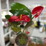 Антуріум середній