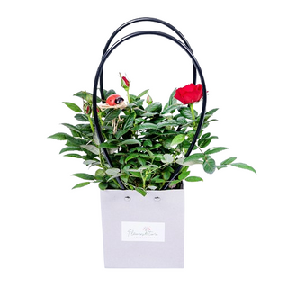 Roza doniczkowa ,, Dla Ciebie,,