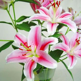 Paquete Lilium Oriental Rosa