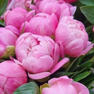 Piwonia różowa 