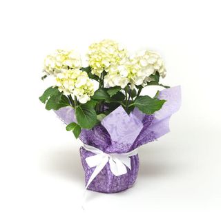 Hortensia alba