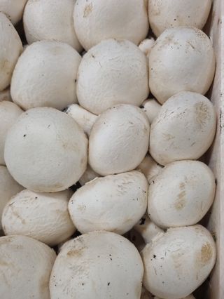 Funghi champignon 500 gr