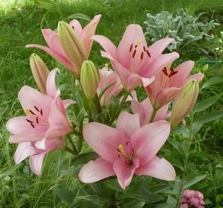 Ljiljan roze (RCIR 43)