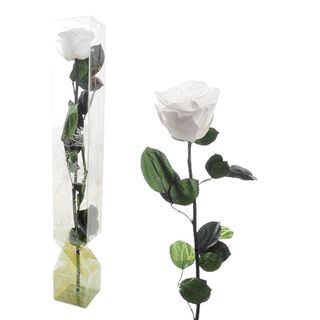 Rosa Eterna Blanca Tallo Largo