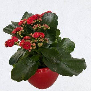 Aranjament Kalanchoe cu bol