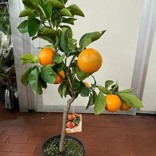 Orange Italia 