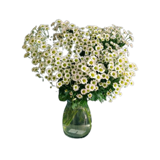 Santini biała 5 szt.