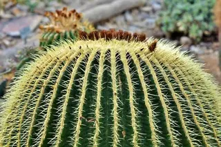 Cactus 