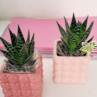 Pianta grassa con base in ceramica particolare