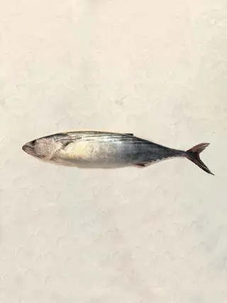 Bonito (1 Kg.)