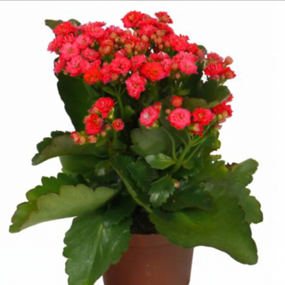 Kalanchoe vermelho