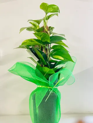 Pothos