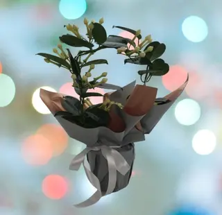 Stephanotis