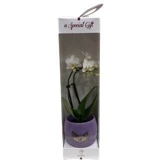 Mini-phalaenopsis (25cm) alb la cutie