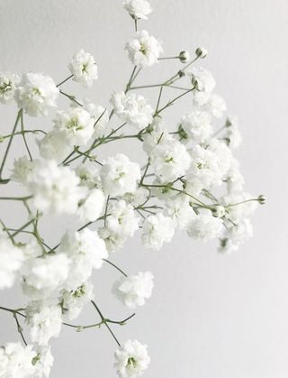 Gypsophilla