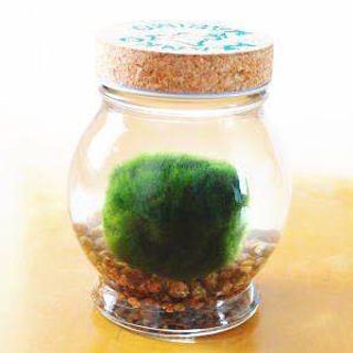 alga palla portafortuna 