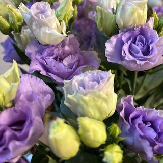 Еустома лилава (1бр)