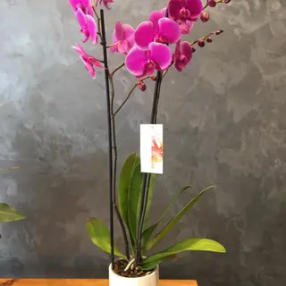 Magnifique Pinky Orchidée 