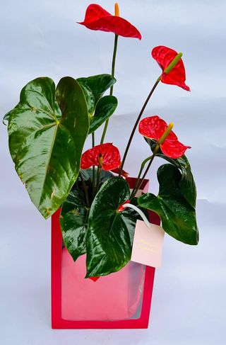 Planta anturium in ghiveci