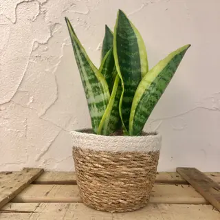 Sansevieria o lengua de suegra.