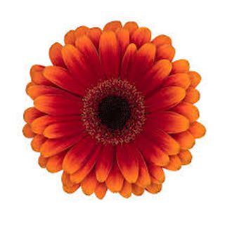 Minigerbera portocalie