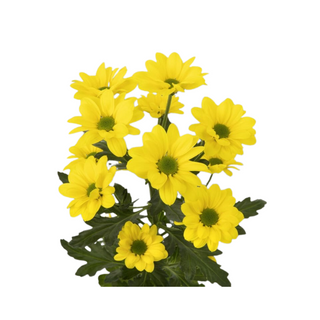  Margarita Amarilla Flor Suelta (Nos son ramos/no bouquet)