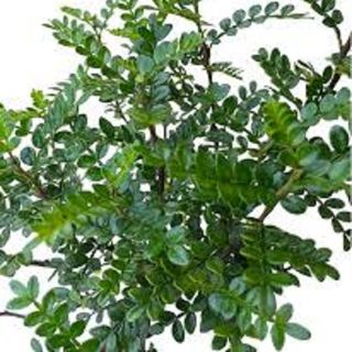 Verdeata pentru Buchet