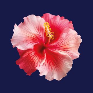 Tarrina 500G Margarita De Hibiscus