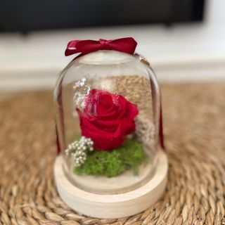 Cúpula mini preservada