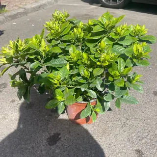 Gardenie mare la ghiveci
