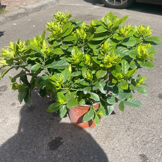 Gardenie mare la ghiveci