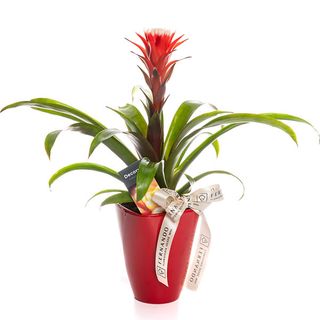Bromelia