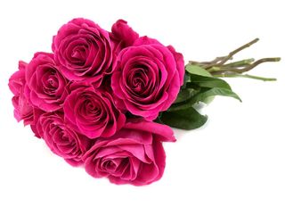 7 Рози,розови