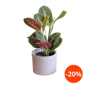 Maceta Pink 14cm