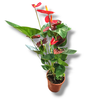Anthurium Rojo 