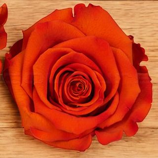 rosa stabilizzata arancio media