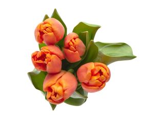 Оранжеви Лалета 5 бр